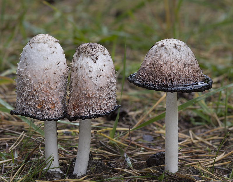 Coprinus comatus